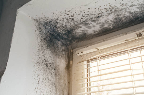 Affordable Bathroom Mold Removal solutions in South Boston, VA
